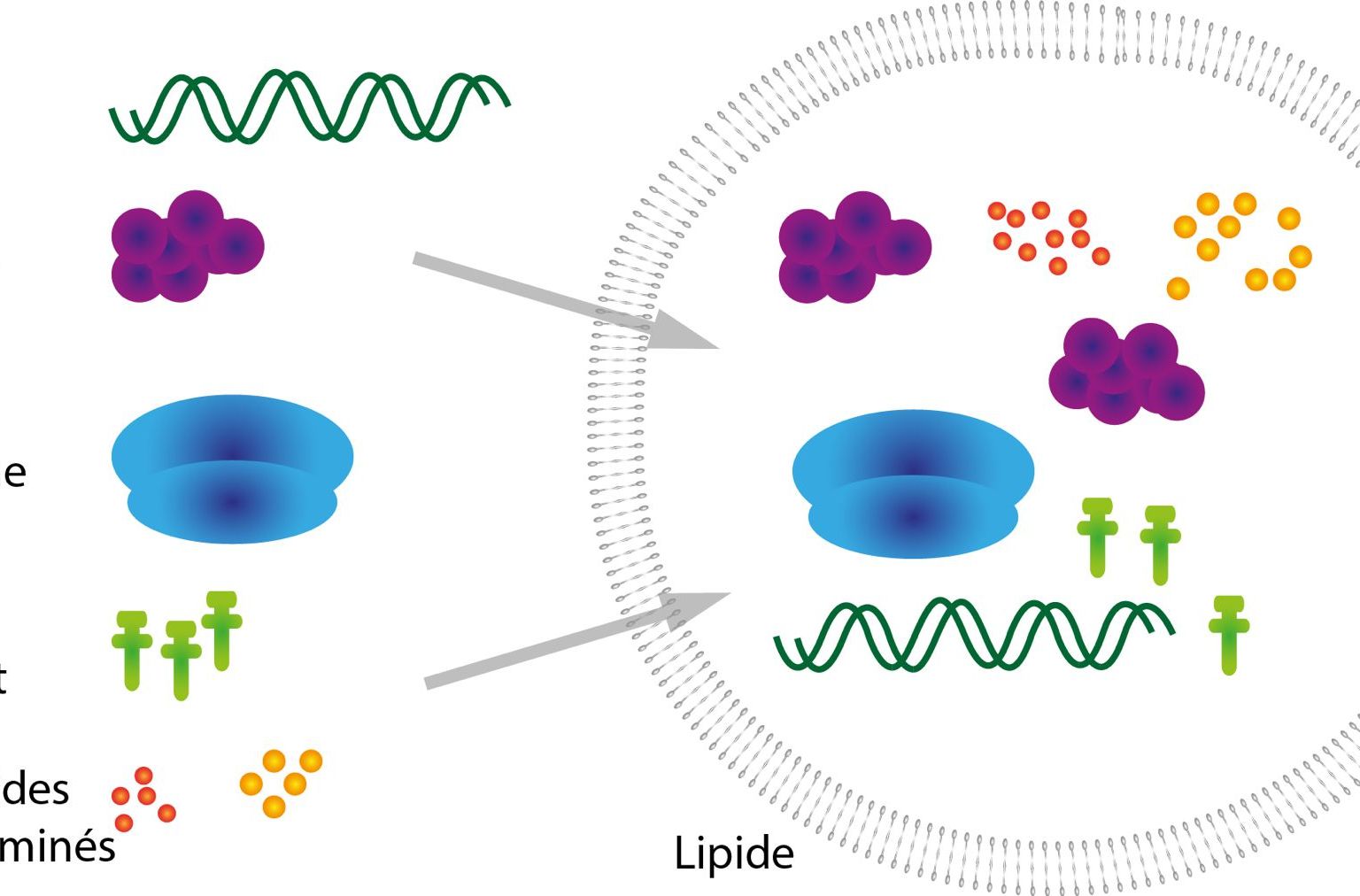Protocellules: Des cellules vivantes pourraient un jour être produites en laboratoire à partir de matériel non vivant, tel que ADN et lipides par exemple. Protocellules: Des cellules vivantes pourraient un jour être produites en laboratoire à partir de matériel non vivant, tel que ADN et lipides par exemple.