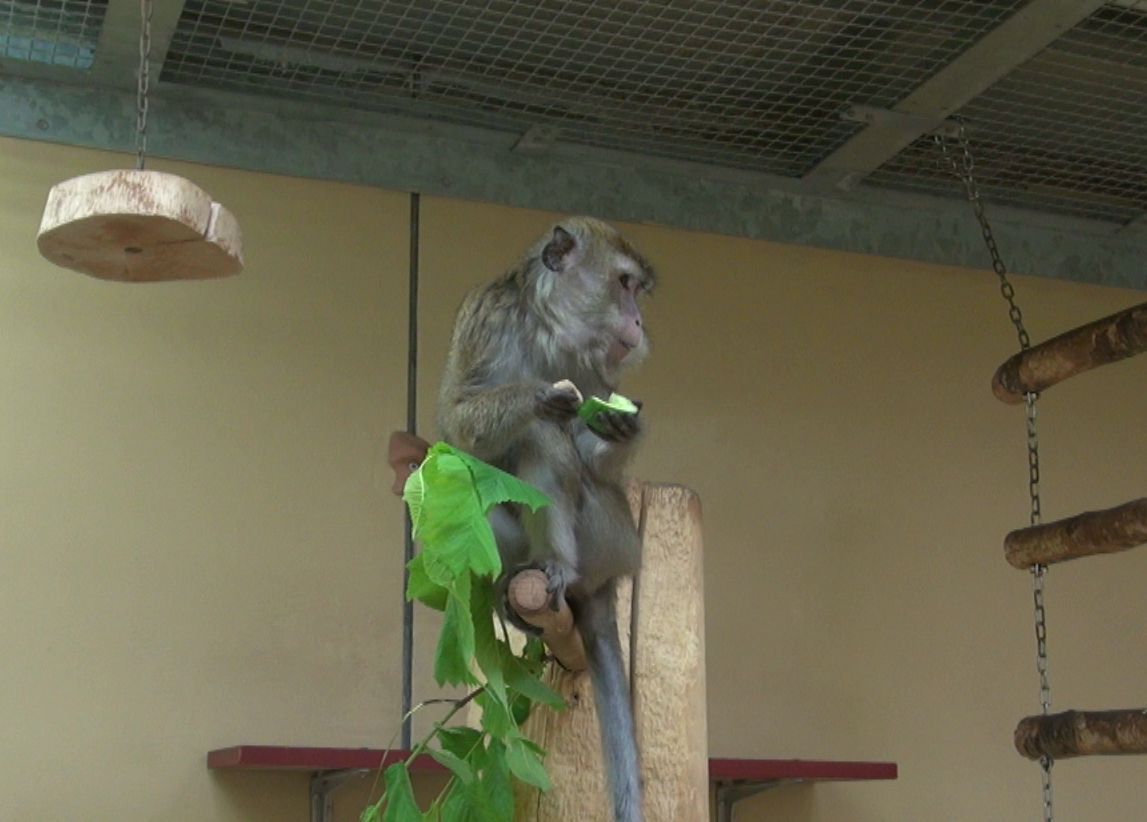 Affe in Gehege der Universität Freiburg Affe in Gehege der Universität Freiburg