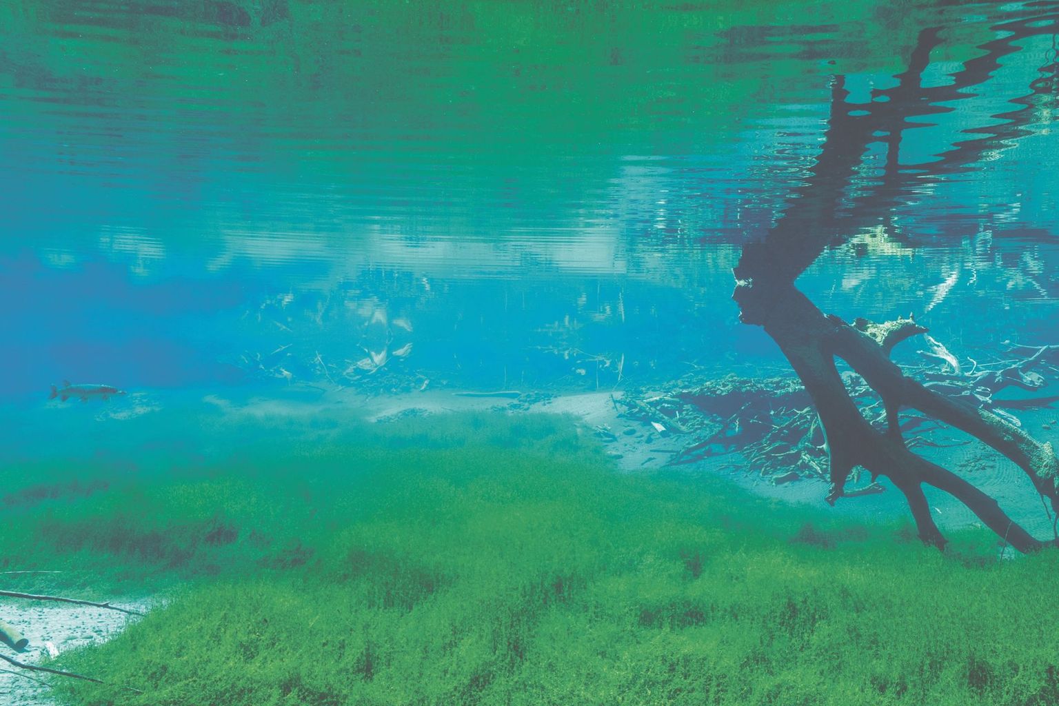 Blick in die revitalisierte Aare oberhalb von Bern. Blick in die revitalisierte Aare oberhalb von Bern.