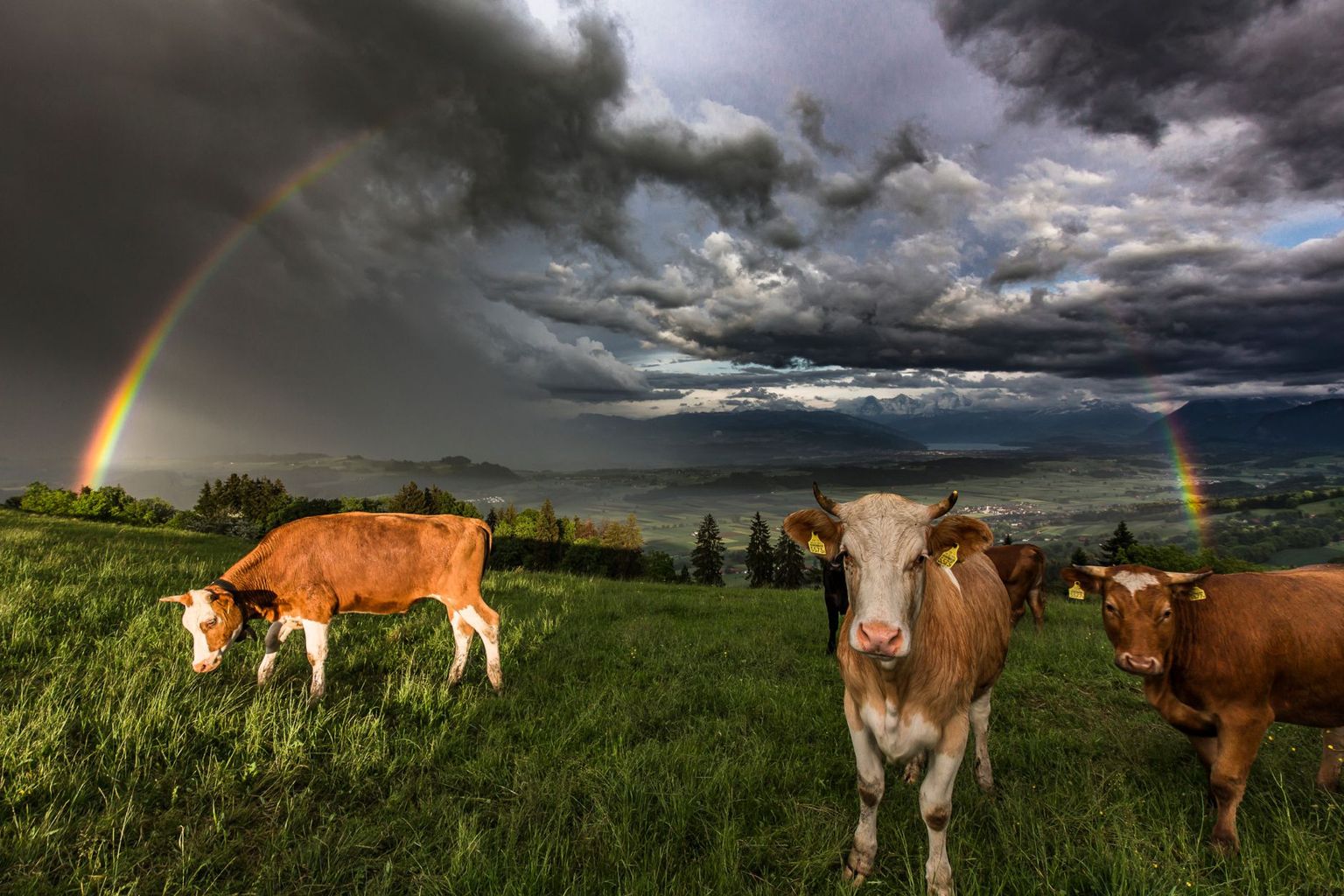 Rainbow "swiss style" Rainbow "swiss style"