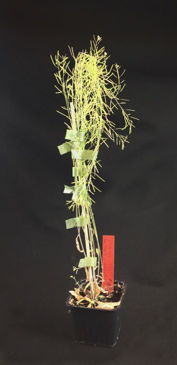 CRISPR-Cas9-mutierte Arabidopsis Pflanze