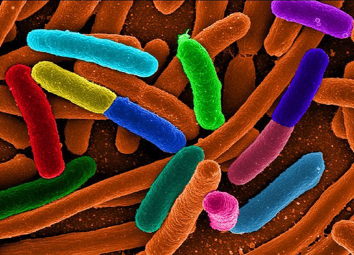 E. coli Bakterien (Wikimedia commons)