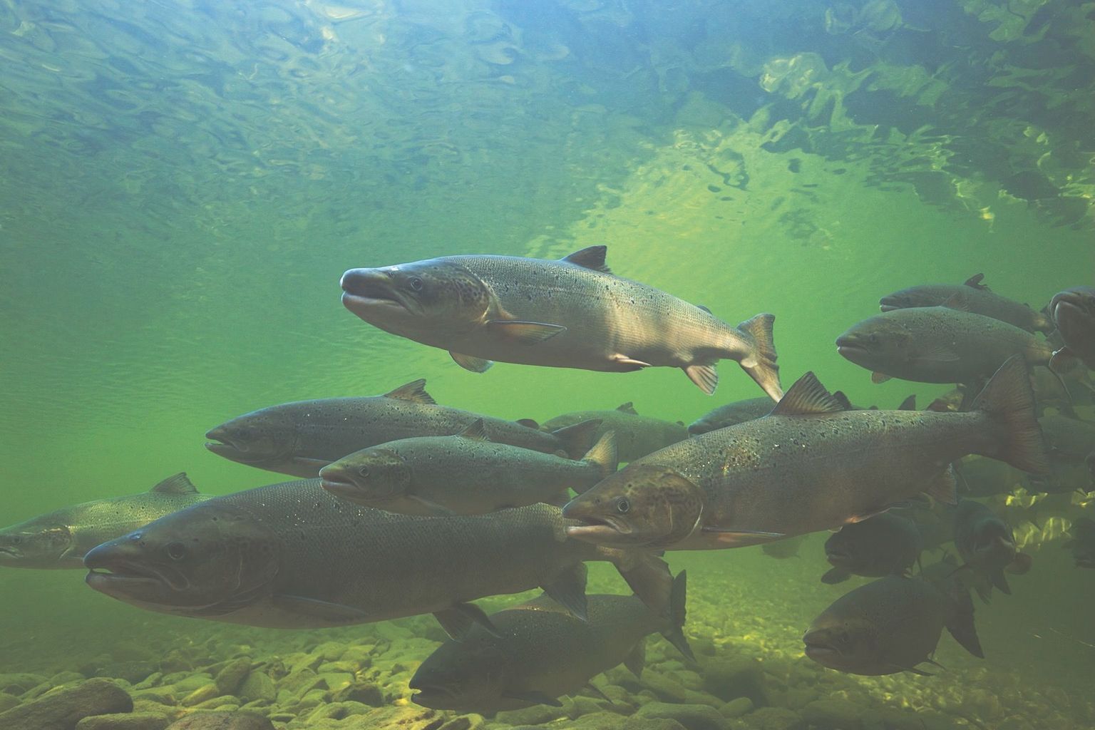 Depuis plusieurs années, des lâchers de saumons juvéniles sont effectués dans les cours d’eau suisses dans le cadre d’un programme de réintroduction. Depuis plusieurs années, des lâchers de saumons juvéniles sont effectués dans les cours d’eau suisses dans le cadre d’un programme de réintroduction.