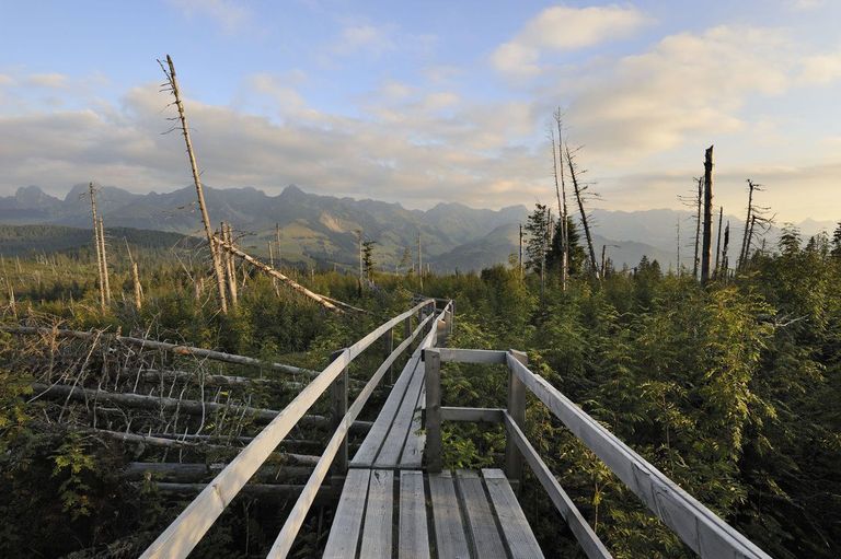 Gäggersteg Gantrisch Gäggersteg Gantrisch