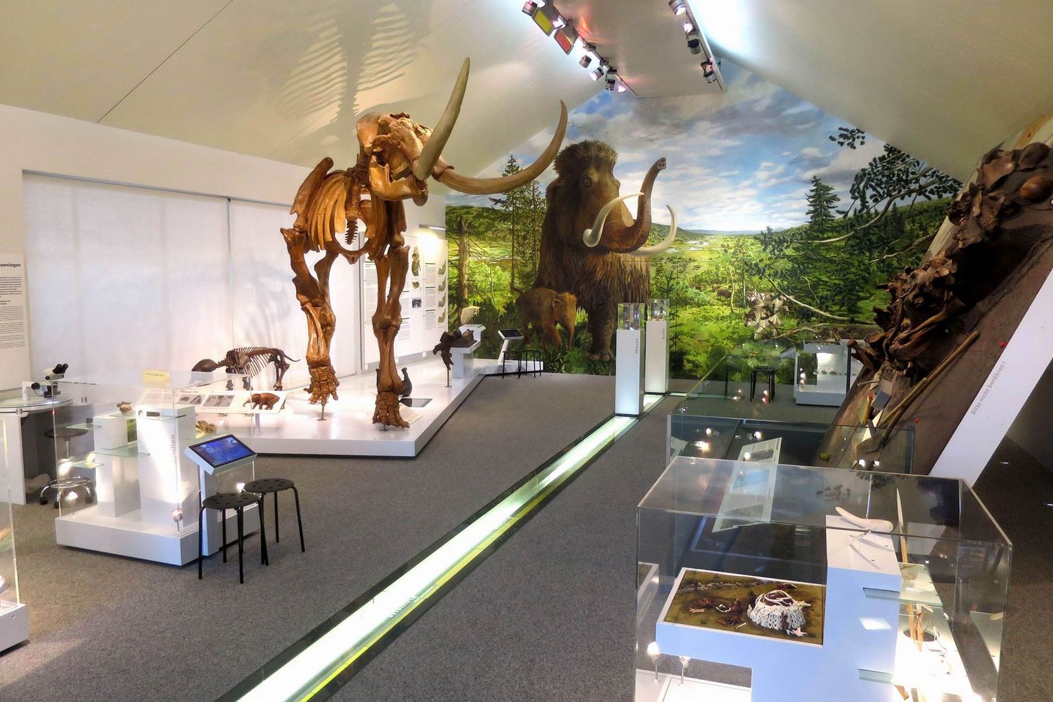 Blick ins Mammutmuseum Niederweningen