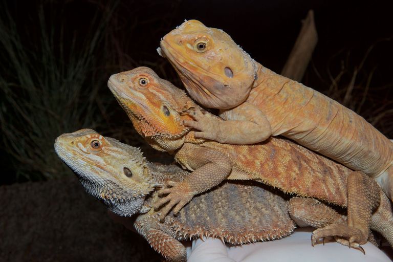 Die drei Varianten der Bartagame. Unten: «normales» Tier (Wildtyp), Mitte: die heterozygote Mutante mit einer Kopie des mutierten EDA Gens; Oben: die homozygote Mutante mit zwei Kopien der EDA Mutation. Die homozygote Variante hat keine Schuppen, die Schuppen der heterozygoten Variante sind kleiner im Vergleich zum Wildtyp. Die drei Varianten der Bartagame. Unten: «normales» Tier (Wildtyp), Mitte: die heterozygote Mutante mit einer Kopie des mutierten EDA Gens; Oben: die homozygote Mutante mit zwei Kopien der EDA Mutation. Die homozygote Variante hat keine Schuppen, die Schuppen der heterozygoten Variante sind kleiner im Vergleich zum Wildtyp.