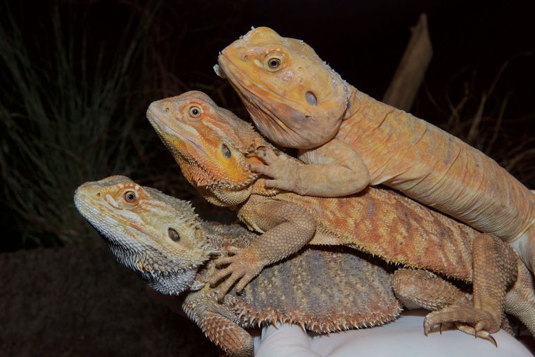 The three variants of the bearded dragon. Bottom: ‘normal’ animal (wild-type); middle: the heterozygous mutant bearing one copy of the mutated EDA gene; and top: the homozygous mutant that bears two copies of the EDA mutation. The homozygous mutant lacks all scales, the heterozygous mutant has scales that are reduced in size.