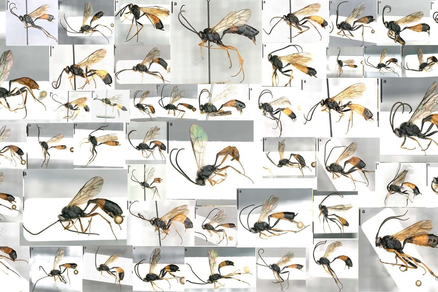 Alleine in die Gattung Dusona kommen in der Schweiz viele verschiedene Arten an Darwin-Wespen vor.