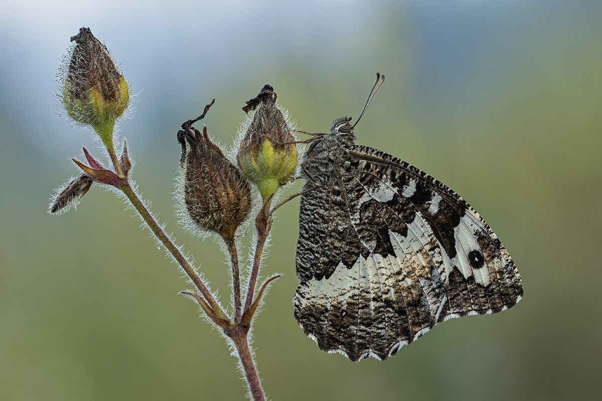 Der Weisse Waldportier (Brintesia circe) ist eine der Arten, die ihr Areal in den letzten Jahren wieder ausdehnen konnte. Der Weisse Waldportier (Brintesia circe) ist eine der Arten, die ihr Areal in den letzten Jahren wieder ausdehnen konnte.