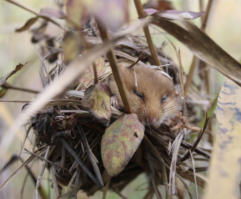 Teaser Les petits mammifères terrestres au Pays des Trois-Lacs - Une conférence de Michel Blant Teaser Les petits mammifères terrestres au Pays des Trois-Lacs - Une conférence de Michel Blant