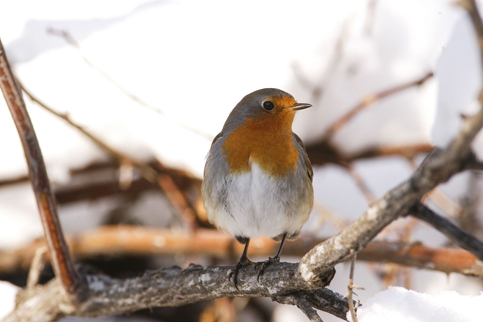 Ein Rotkehlchen im Winter Ein Rotkehlchen im Winter