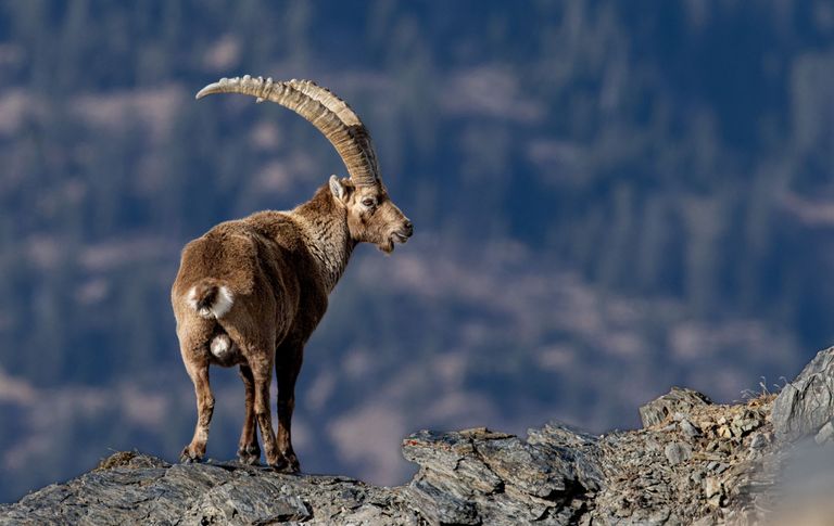 Projekttag «Capricorn» Projekttag «Capricorn»