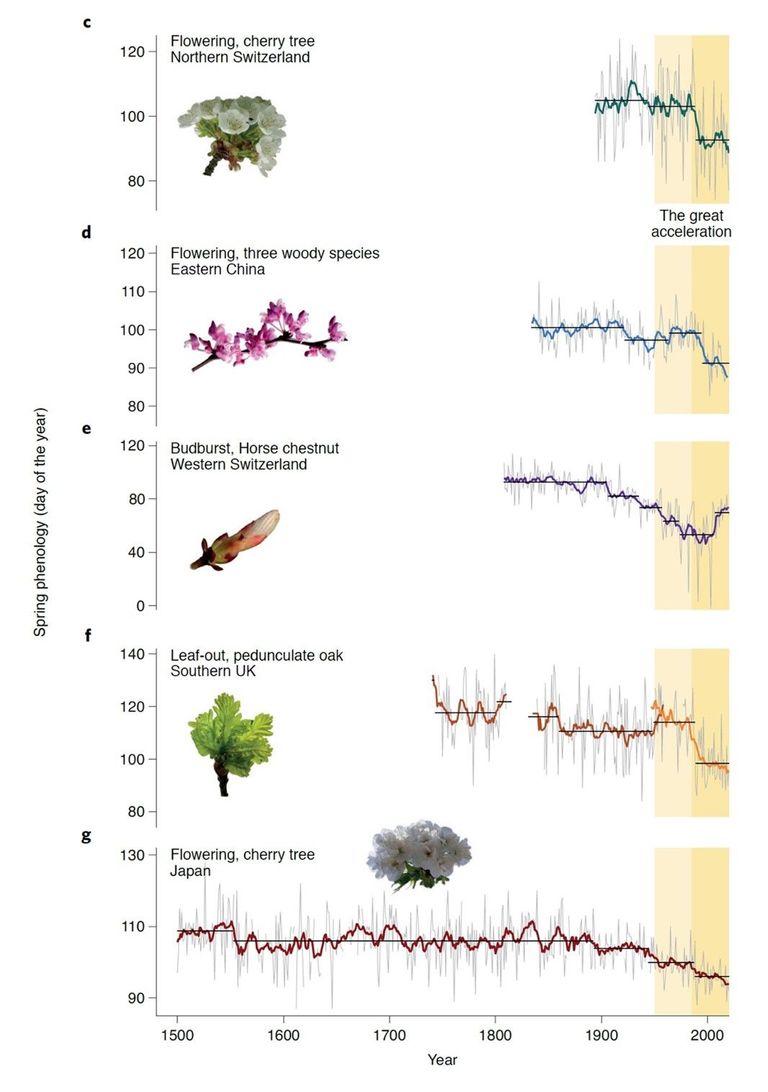 Les cinq séries temporelles les plus longues au monde: c) Début de floraison de cerisiers sauvages à Liestal, BL (1894-2020), d) Début de floraison de trois arbustes en Chine (1834-2020), e) Date de débourrement d'un marronnier d'Inde à Genève (1808-2020), f) Sortie des feuilles de chênes pédonculés en Grande-Bretagne de la famille Marsham (orange foncé ; 1736-1958) et J. Combes (orange clair ; 1950-2020), g) Début de la floraison des cerisiers Yamazakura à Kyoto, Japon (1500-2020). L'axe de gauche indique le jour de l'année où les bourgeons des arbres ou les fleurs s’ouvrent. Les lignes fines grises représentent la variabilité interannuelle, les lignes épaisses sont les moyennes mobiles calculées sur dix ans. Graphique : Yann Vitasse Les cinq séries temporelles les plus longues au monde: c) Début de floraison de cerisiers sauvages à Liestal, BL (1894-2020), d) Début de floraison de trois arbustes en Chine (1834-2020), e) Date de débourrement d'un marronnier d'Inde à Genève (1808-2020), f) Sortie des feuilles de chênes pédonculés en Grande-Bretagne de la famille Marsham (orange foncé ; 1736-1958) et J. Combes (orange clair ; 1950-2020), g) Début de la floraison des cerisiers Yamazakura à Kyoto, Japon (1500-2020). L'axe de gauche indique le jour de l'année où les bourgeons des arbres ou les fleurs s’ouvrent. Les lignes fines grises représentent la variabilité interannuelle, les lignes épaisses sont les moyennes mobiles calculées sur dix ans. Graphique : Yann Vitasse