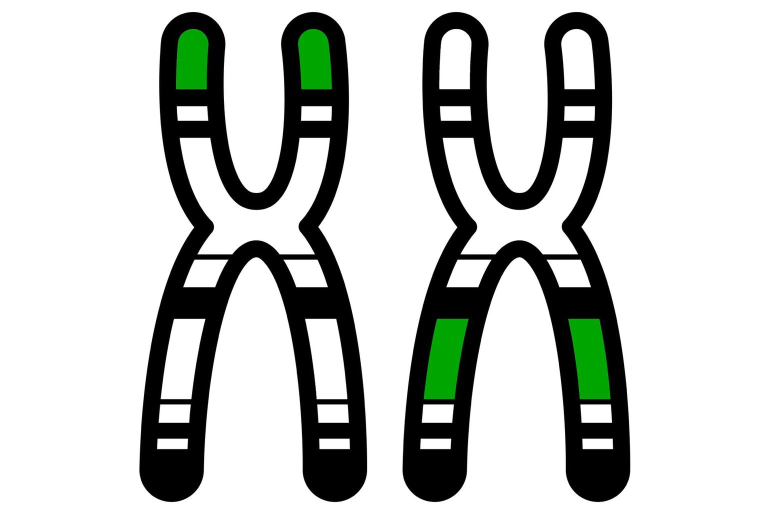 Icon_noun_Polygenetisch Icon_noun_Polygenetisch