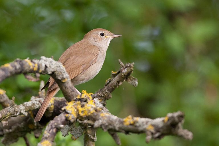 A nightingale A nightingale