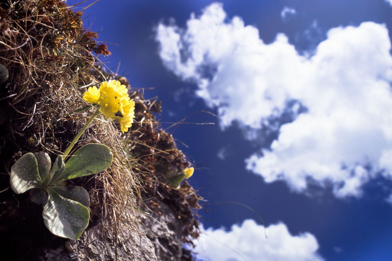 Teaser Image Phenology & Seasonality Portal Teaser Image Phenology & Seasonality Portal