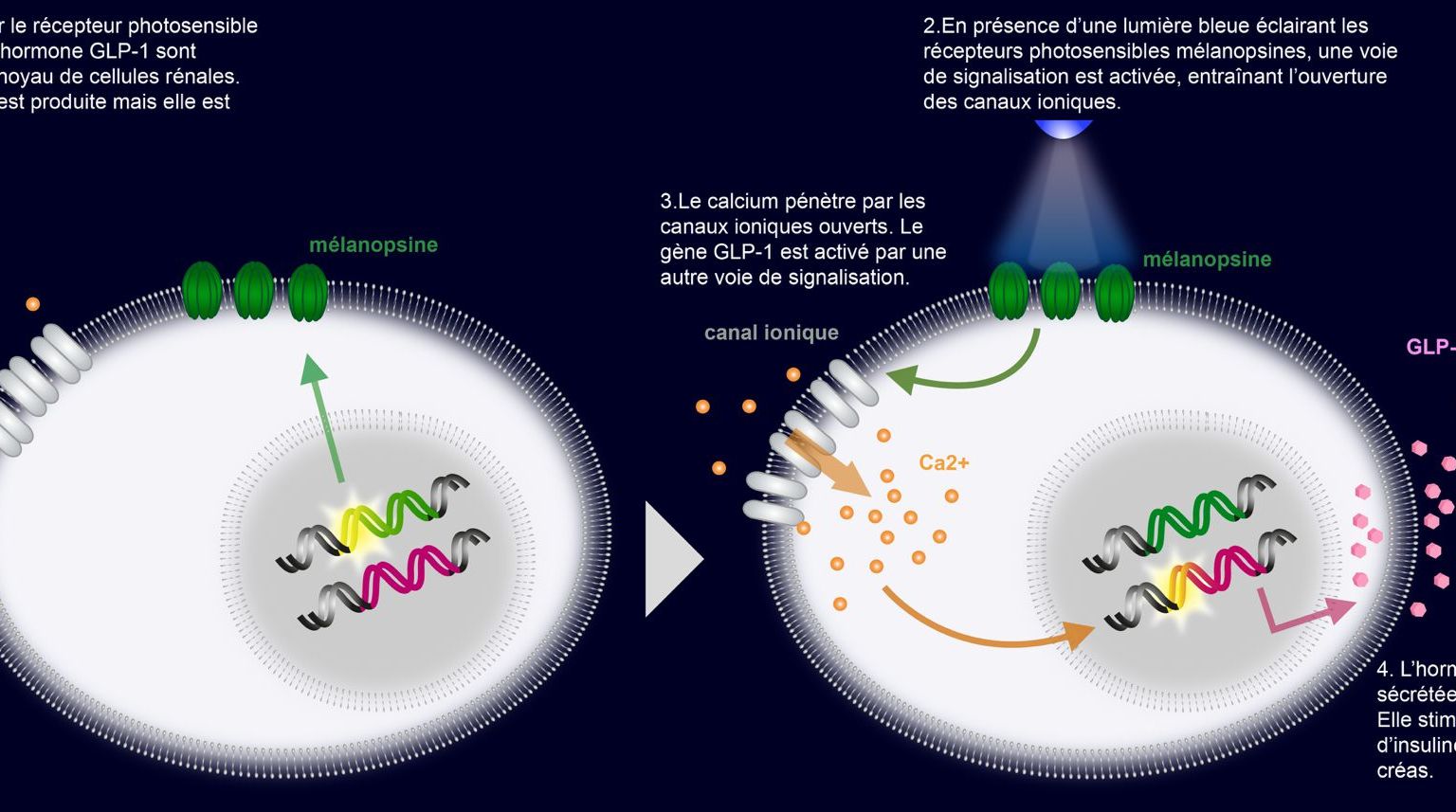 Application médicale: Des cellules transformées à l’aide des méthodes de biologie synthétique – à l’avenir un traitement possible du diabète. Application médicale: Des cellules transformées à l’aide des méthodes de biologie synthétique – à l’avenir un traitement possible du diabète.