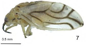 Tainarys nigricornis