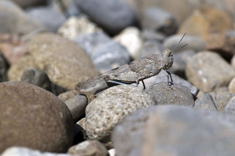 Blauflügelige Sandschrecke Blauflügelige Sandschrecke