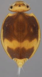 Prosopistoma carinatum