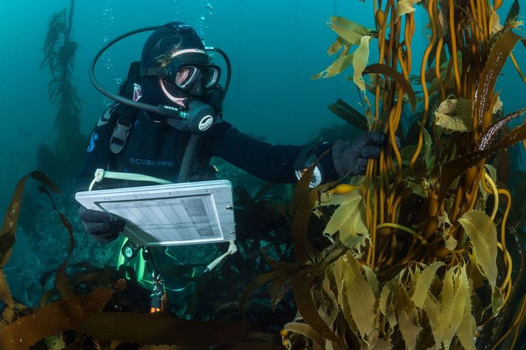 Diver studies kelp Diver studies kelp