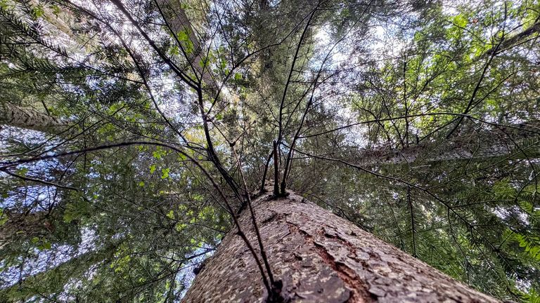 Teaser: Comprendre le bois, de l'arbre à la résonance Teaser: Comprendre le bois, de l'arbre à la résonance