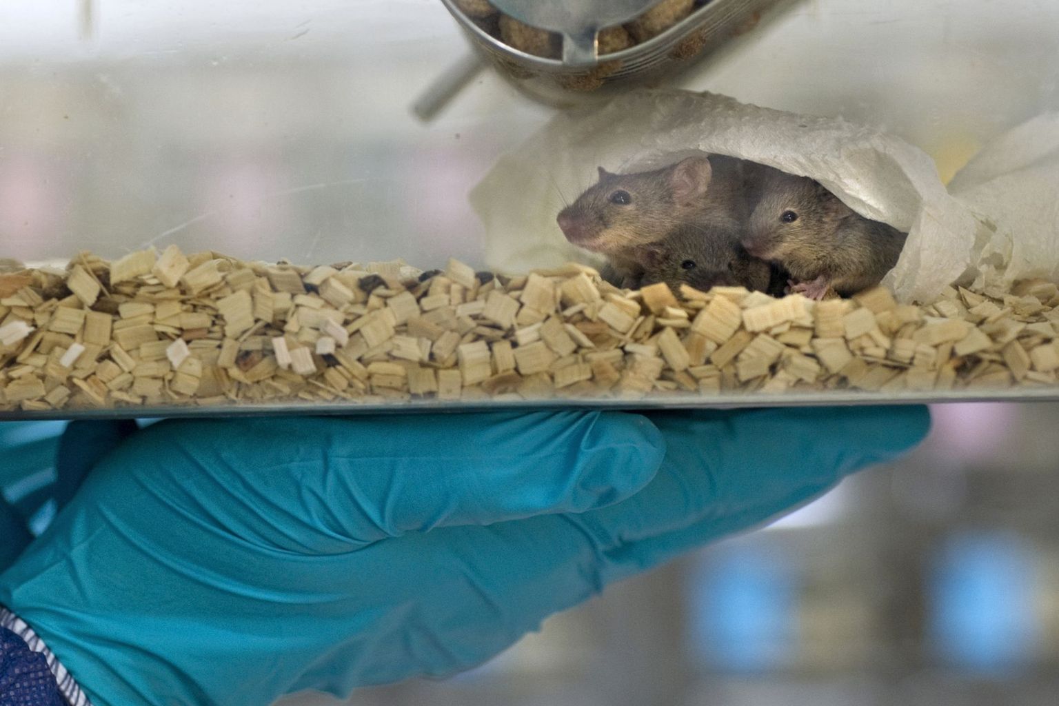 Mäuse auf dem Weg zum Tierversuch Mäuse auf dem Weg zum Tierversuch