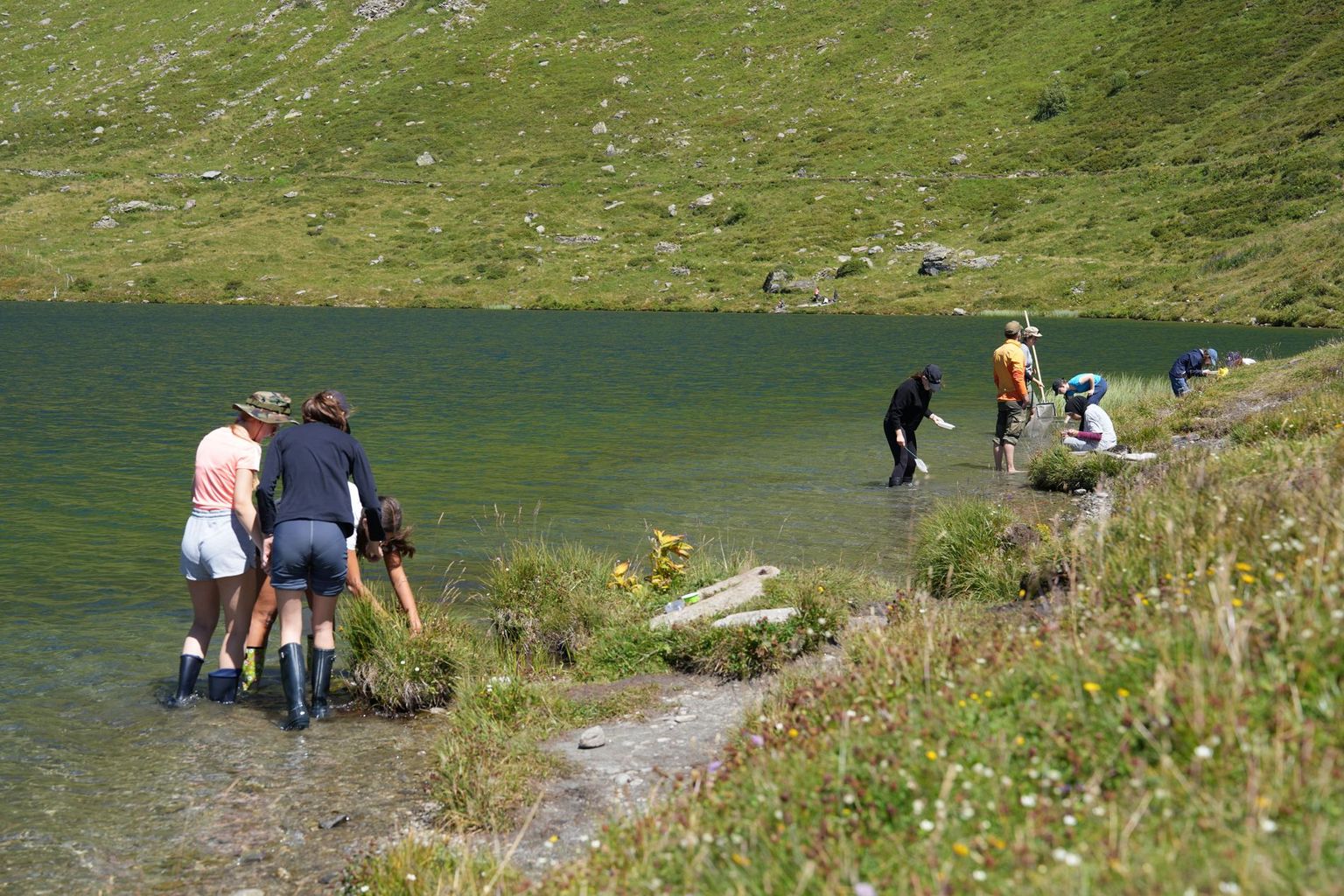 Ecologie dans le lac de Cadagno