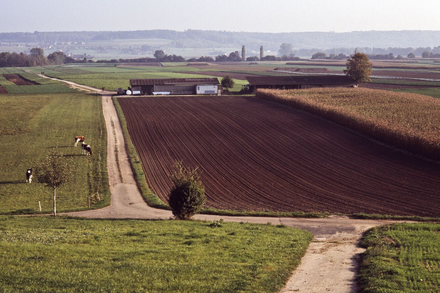 agriculture field agrarian landscape