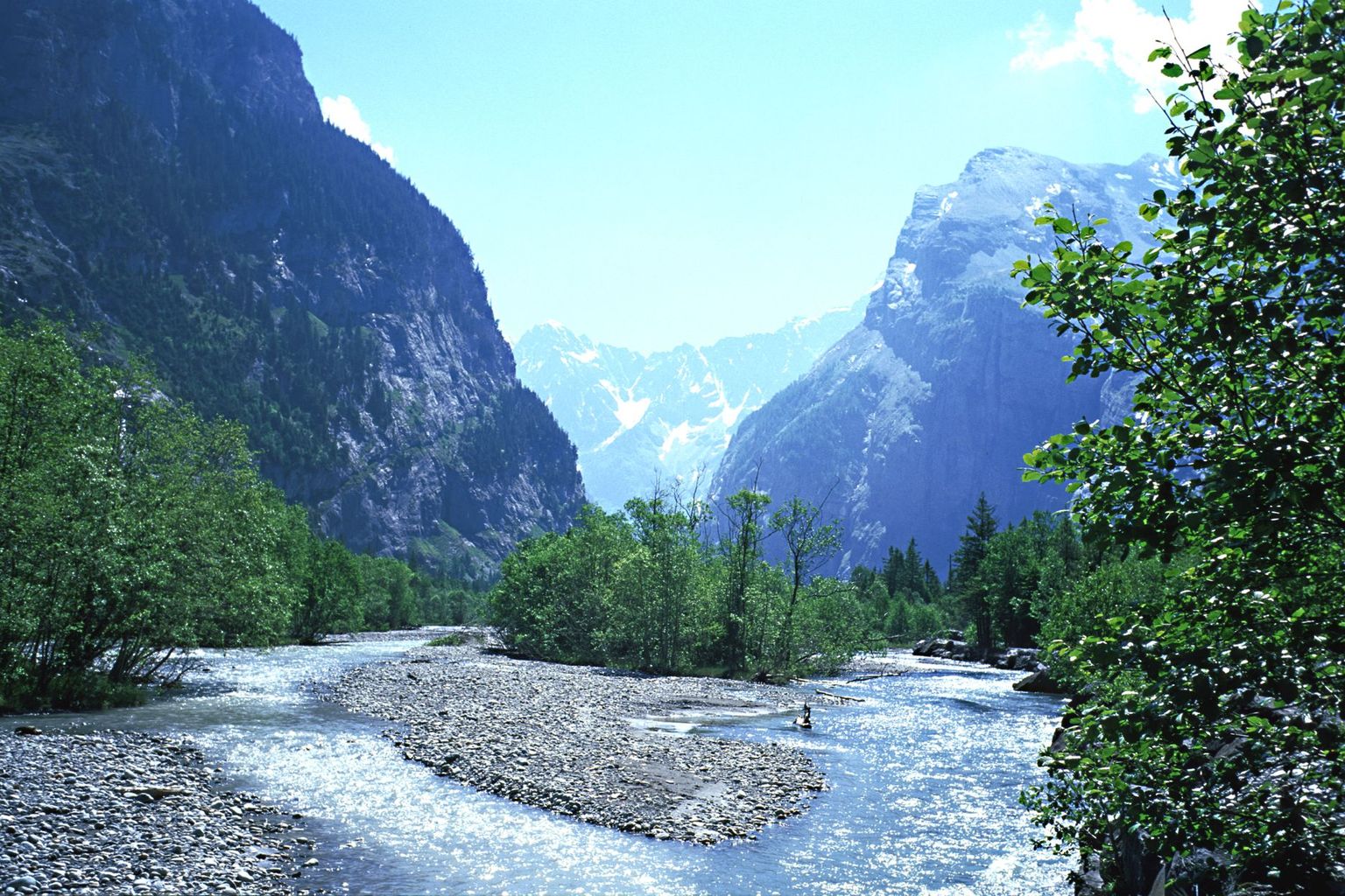montagne fiume letto del torrente alnus incana grigio foreste alluvionali
