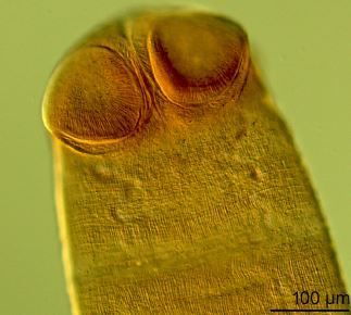 Ophiotaenia laruei