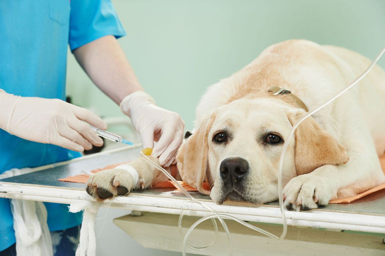 Hund bei Tierarzt
