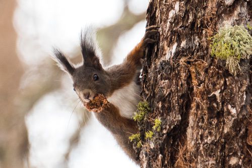 Ein Eichhörnchen am Futter sammeln