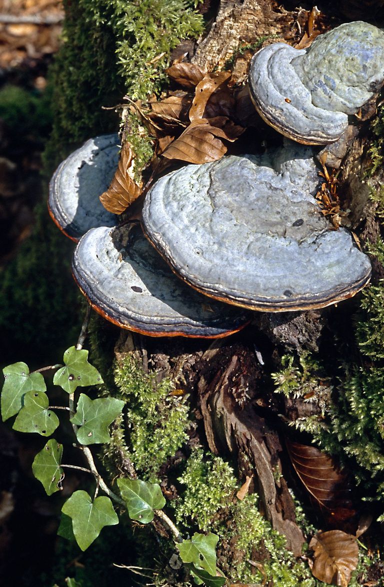 fomitopsis pinicola fungus bosco