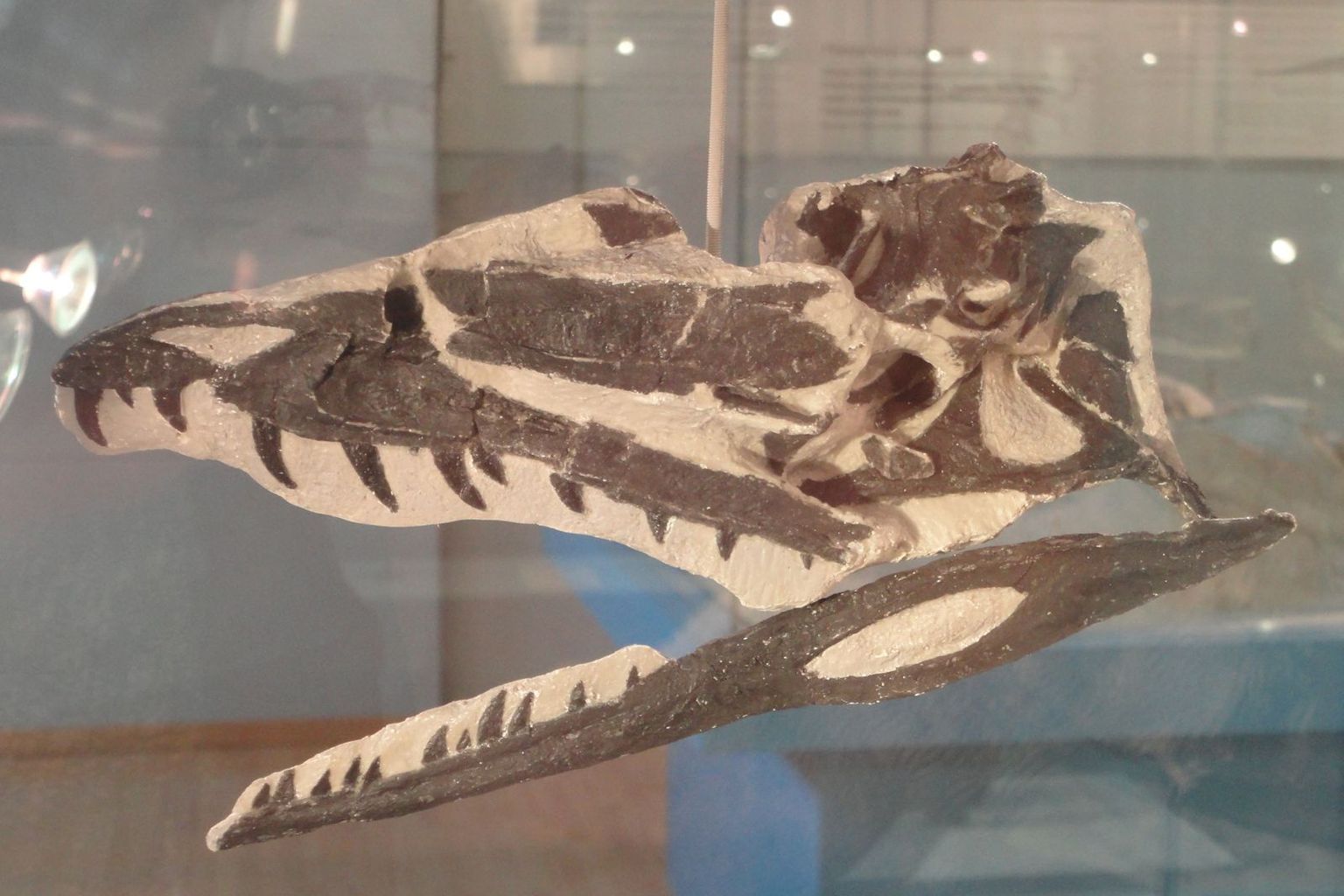 Kopf eines Raubdinosauriers