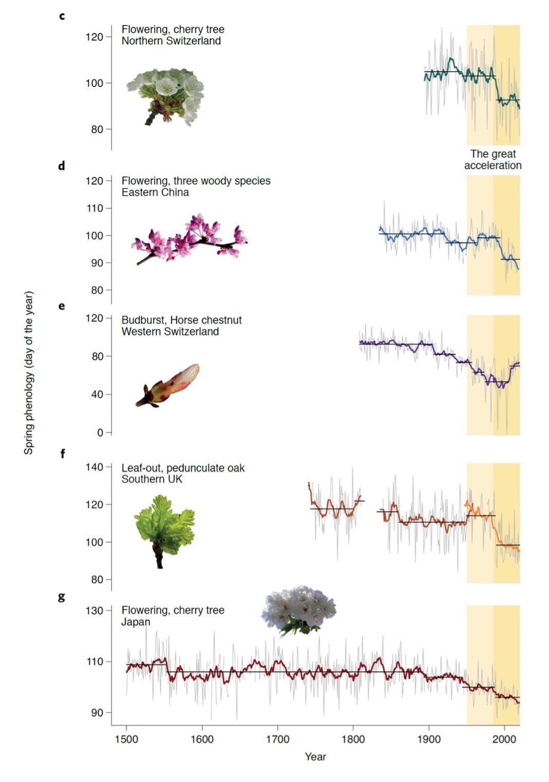 The five time series: c) Bloom onset of wild cherry trees in Liestal, BL (1894-2020), d) Bloom onset of three woody species in China (1834-2020), e) Leaf emergence data of a horse chestnut in Geneva (1808-2020), f) Leaf emergence of pedunculate oak in Great Britain of the Marsham family (dark orange; 1736-1958) and J. Combes (light orange; 1950-2020), g) Bloom onset of Yamazakura cherry trees in Kyoto, Japan (1500-2020). The left axis shows the day of the year when the tree buds burst or bloom. The grey thin lines represent interannual variability, thick lines are 10-year moving averages. Figure: Yann Vitasse (WSL)