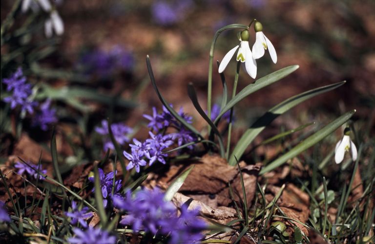 perce-neige galanthus nivalis chionodoxa luciliae gloire des neiges de lucile fleurs forêt