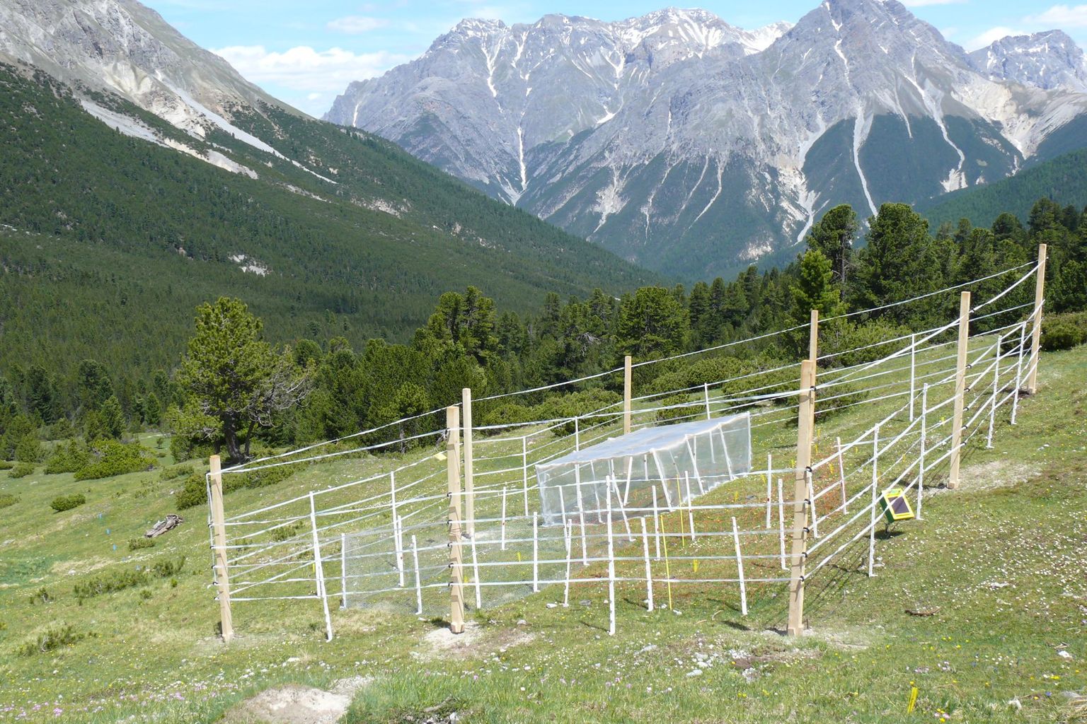 Expérience de clôturage, menée par le WSL de 2010 à 2015 ; direction du projet : Martin Schütz et Anita Risch.
