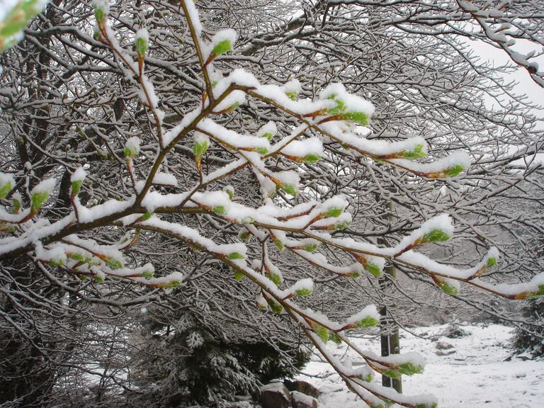Bud burst of European beech under snow conditions