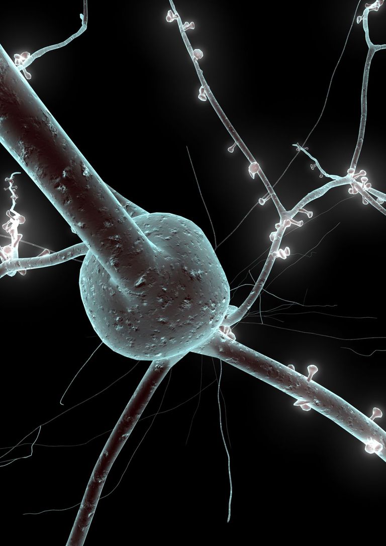 single neuron (Blue Brain)