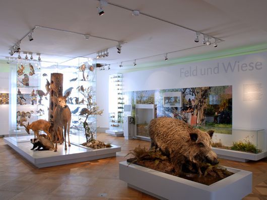 Blick in die Dauerausstellung des Naturmuseums Thurgau