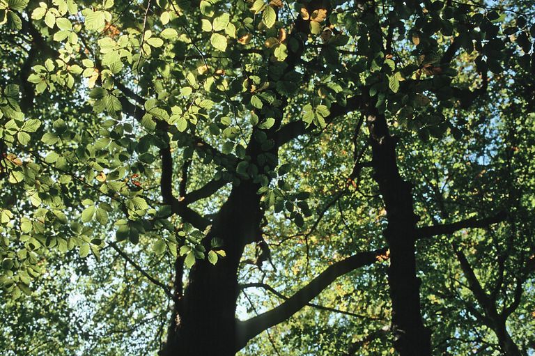 chêne hêtre forêt feuilles