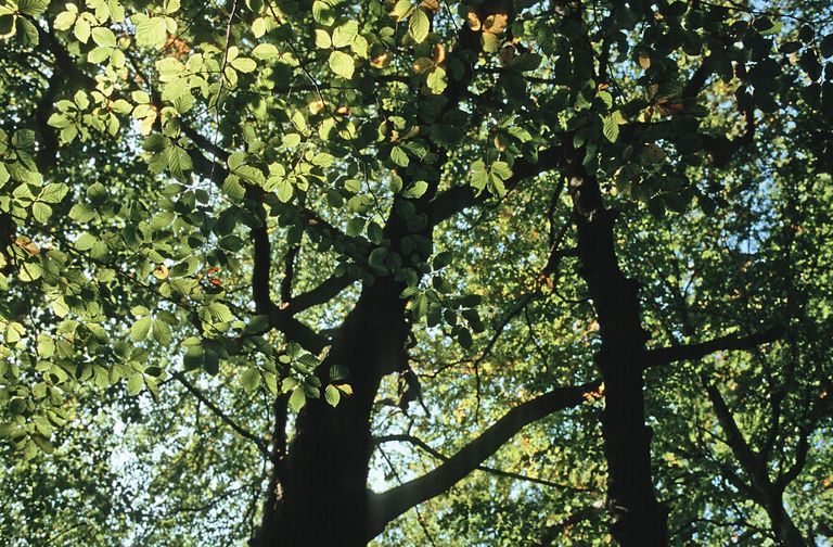 chêne hêtre forêt feuilles