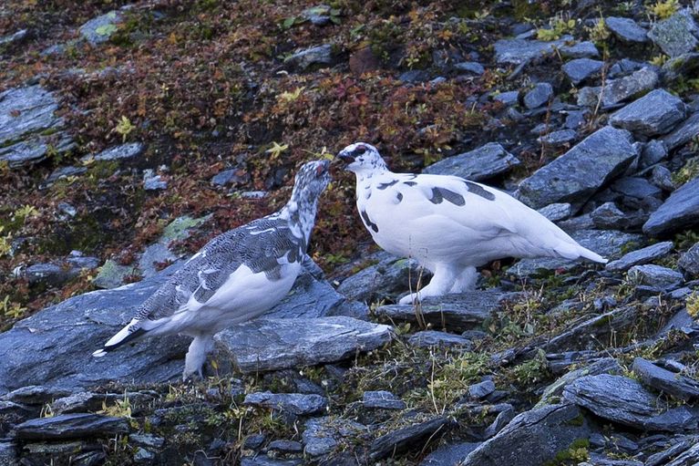 Climate change undermines the rock ptarmigan’s camouflage