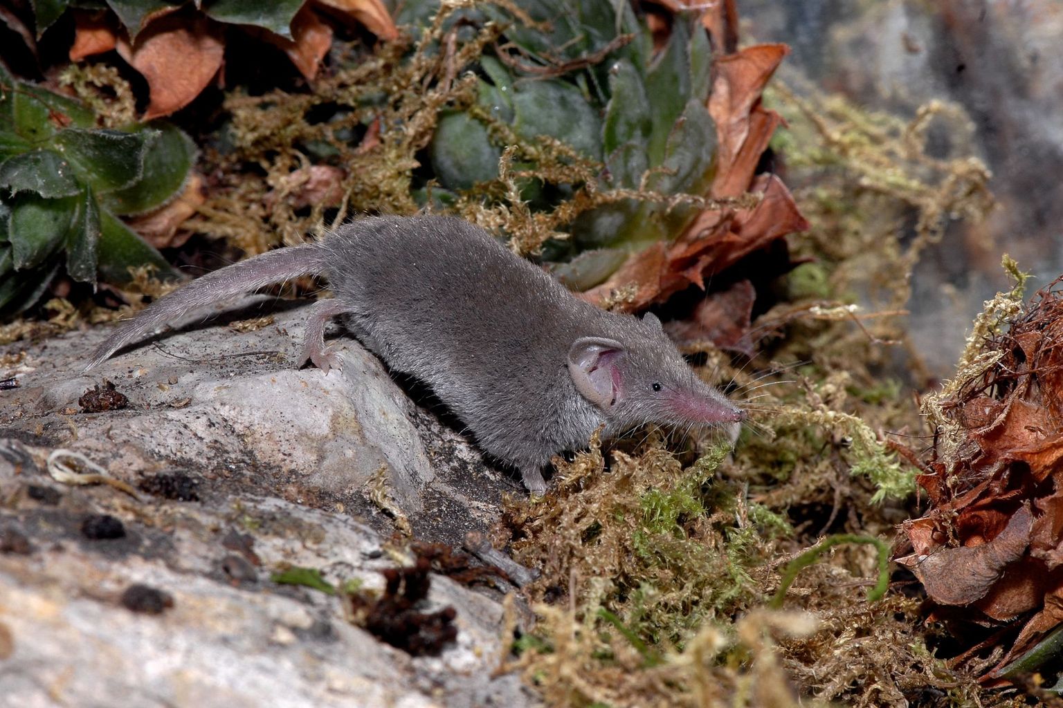 Con una lunghezza testa-corpo di ca. 4.5 cm e un peso di poco più di 2 grammi, il Mustiolo è considerato il più piccolo mammifero del mondo. In Svizzera, la sua distribuzione è limitata alle regioni più meridionali del Ticino.