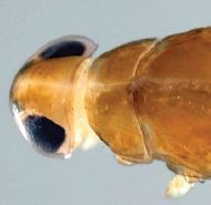 Indocloeon spathasetis