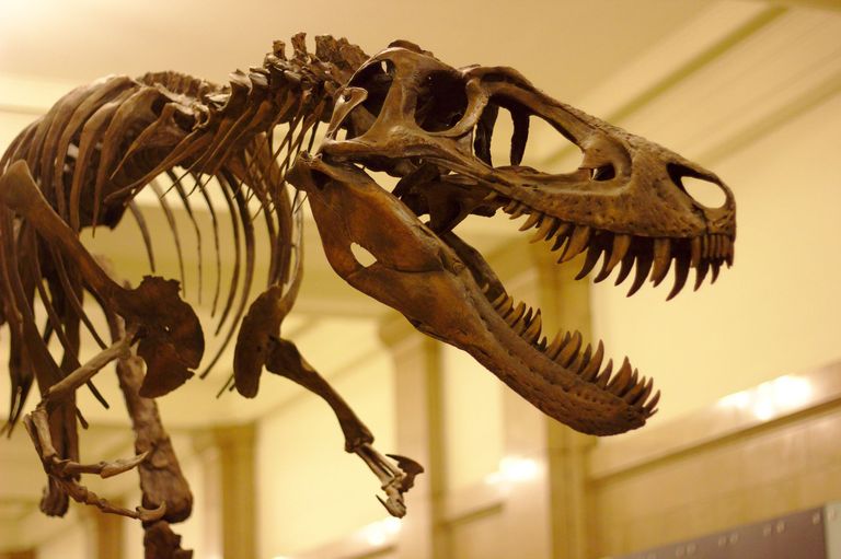 Juvenile T. Rex at Carnegie Museum of Natural History