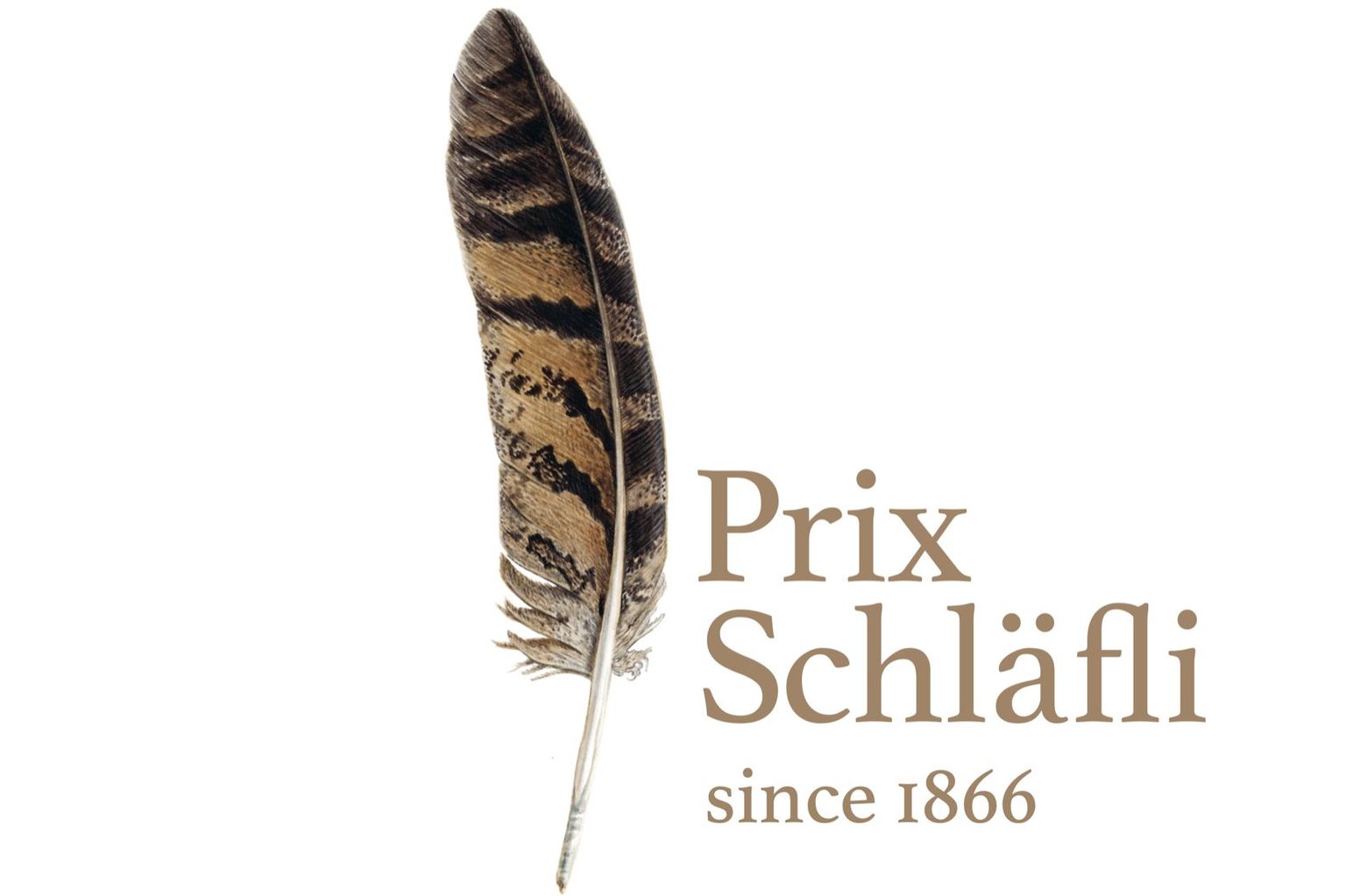 Plume Grand Duc - Prix Schläfli