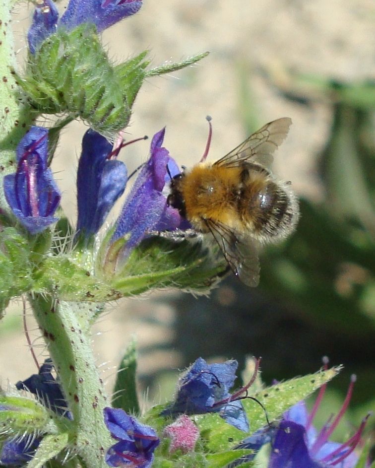 Wildbiene auf einer Blüte (Sonja Gerber)
