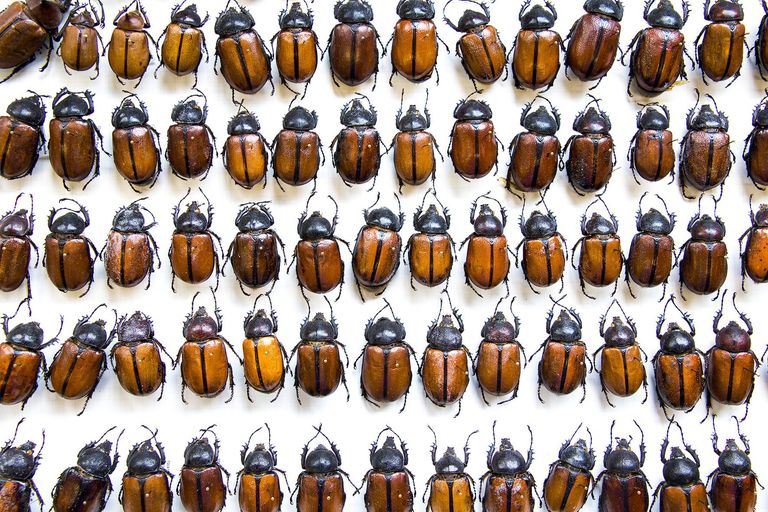 Collection entomologique (coléoptères)